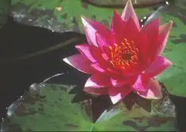Photo of Nymphaea 'Lucida' (Nymphaea 'Lucida's)