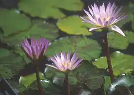 Foto de Nymphaea 'Madame Ganna Walska' (Nymphaea 'Madame Ganna Walska's)