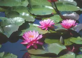 Photo of Nymphaea 'Mayla' (Nymphaea 'Mayla's)