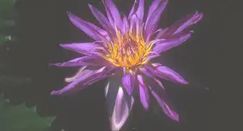 Foto de Nymphaea 'Midnight' (Nymphaea 'Midnight's)