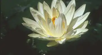 Photo of Nymphaea 'Missouri' (Nymphaea 'Missouri's)