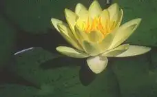 Photo of Nymphaea 'Moorei' (Nymphaea 'Moorei's)