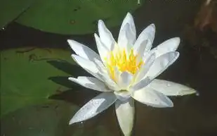 Photo of Nymphaea 'Mount Shasta' (Nymphaea 'Mount Shasta's)