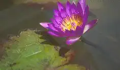 Foto de Nymphaea 'Mrs. Martin E. Randig' (Nymphaea 'Mrs. Martin E. Randig's)