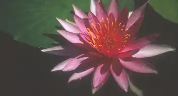 Foto de Nymphaea 'Newton' (Nymphaea 'Newton's)