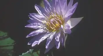 Photo of Nymphaea 'Pamela' (Nymphaea 'Pamela's)