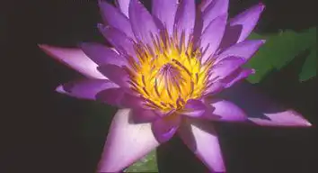Фото Nymphaea 'Panama Pacific' (Nymphaea 'Panama Pacific's)