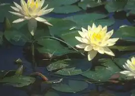 Photo of Nymphaea 'Peachglow' (Nymphaea 'Peachglow's)