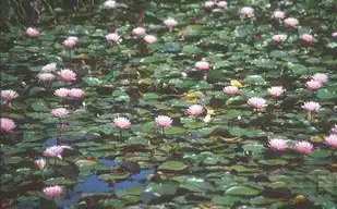 Photo of Nymphaea 'Peter Slocum' (Nymphaea 'Peter Slocum's)