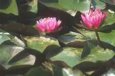 Фото Nymphaea 'Pink Opal' (Nymphaea 'Pink Opal's)