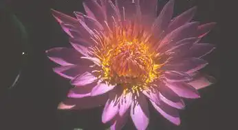Photo of Nymphaea 'Pink Platter' (Nymphaea 'Pink Platter's)