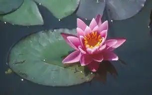 Фото Nymphaea 'Pink Sensation' (Nymphaea 'Pink Sensation's)