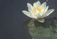 Foto de Nymphaea 'Queen of Whites' (Nymphaea 'Queen of Whites's)
