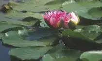 Foto de Nymphaea 'Radiant Red' (Nymphaea 'Radiant Red's)