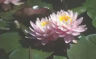 Photo of Nymphaea 'Ray Davies' (Nymphaea 'Ray Davies's)