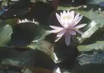 Фото Nymphaea 'Rose Arey' (Nymphaea 'Rose Arey's)