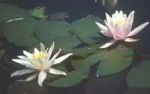 Foto de Nymphaea 'Rosennymphe' (Nymphaea 'Rosennymphe's)