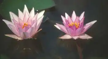 Фото Nymphaea 'Rosy Morn' (Nymphaea 'Rosy Morn's)