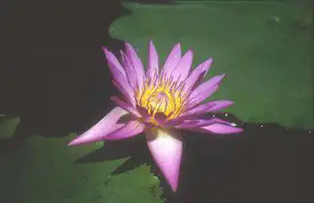 Foto de Nymphaea 'Shirley Bryne' (Nymphaea 'Shirley Bryne's)