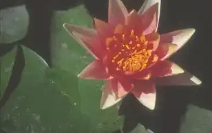 Foto de Nymphaea 'Sioux' (Nymphaea 'Sioux's)
