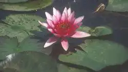 Foto de Nymphaea 'Sirius' (Nymphaea 'Sirius's)