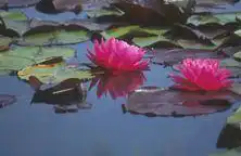 Фото Nymphaea 'Splendida' (Nymphaea 'Splendida's)