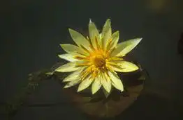 Фото Nymphaea 'St. Louis Gold' (Nymphaea 'St. Louis Gold's)