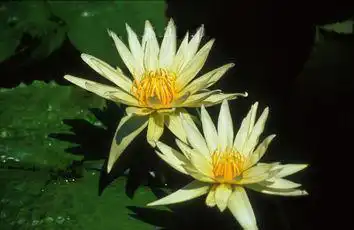 Photo of Nymphaea 'St. Louis' (Nymphaea 'St. Louis's)
