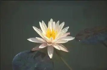 Foto de Nymphaea 'Starbright' (Nymphaea 'Starbright's)