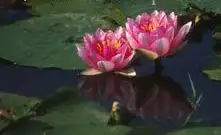Foto de Nymphaea 'Sultan' (Nymphaea 'Sultan's)