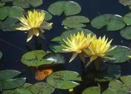 Photo of Nymphaea 'Texas Dawn' (Nymphaea 'Texas Dawn's)