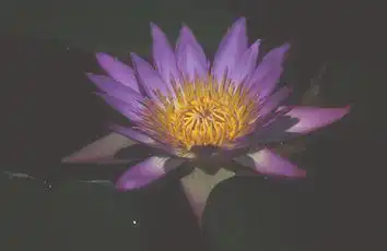 Foto de Nymphaea 'Tina' (Nymphaea 'Tina's)