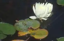 Фото Nymphaea 'Venus' (Nymphaea 'Venus's)