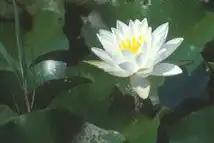 Foto de Nymphaea 'Virginalis' (Nymphaea 'Virginalis's)