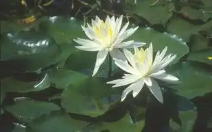 Foto de Nymphaea 'Virginia' (Nymphaea 'Virginia's)
