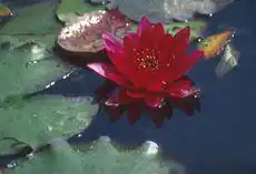 Фото Nymphaea 'William Falconer' (Nymphaea 'William Falconer's)