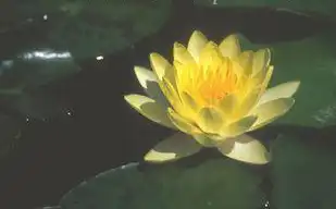 Photo of Nymphaea x marliacea 'Chromatella' (Nymphaea x marliacea 'Chromatella's)