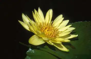 Foto de Nymphaea 'Yellow Dazzler' (Nymphaea 'Yellow Dazzler's)