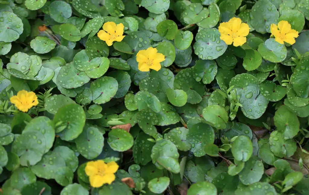 Photo of Nymphoides peltata (Nymphoides peltatas)