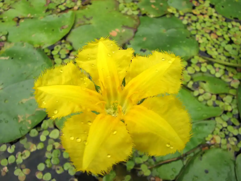 Photo of Nymphoides peltata (Nymphoides peltatas)