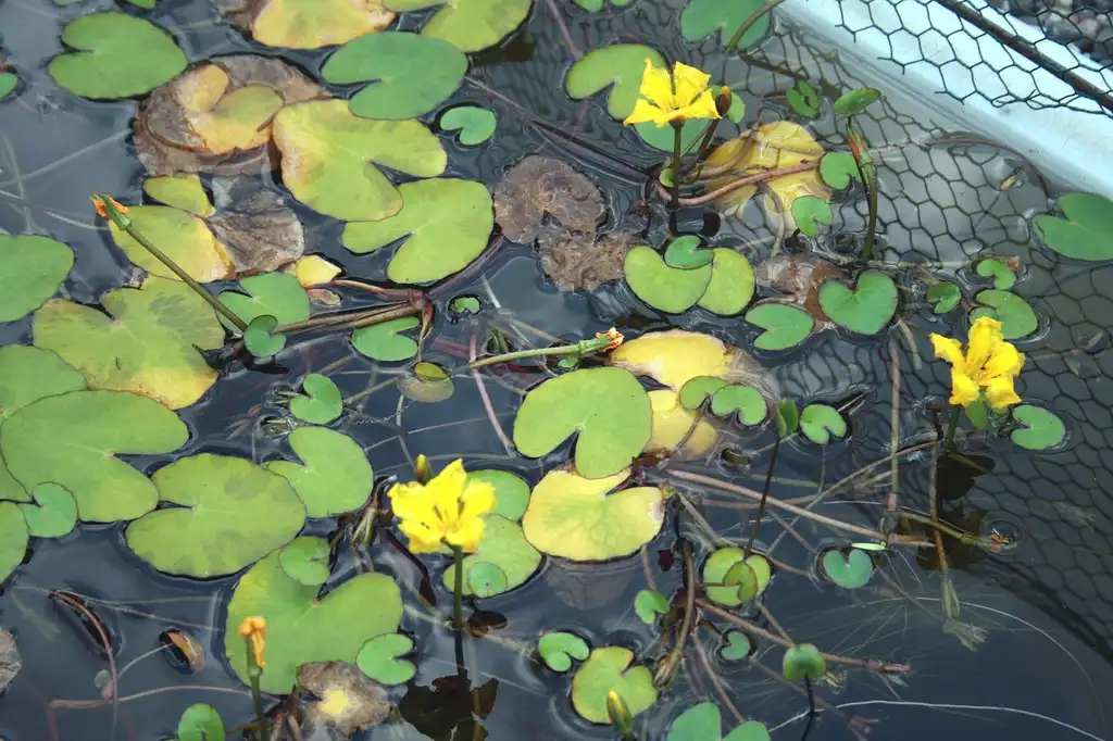 Photo of Nymphoides peltata - Nymphoides pelatum:Karel Jakubec
