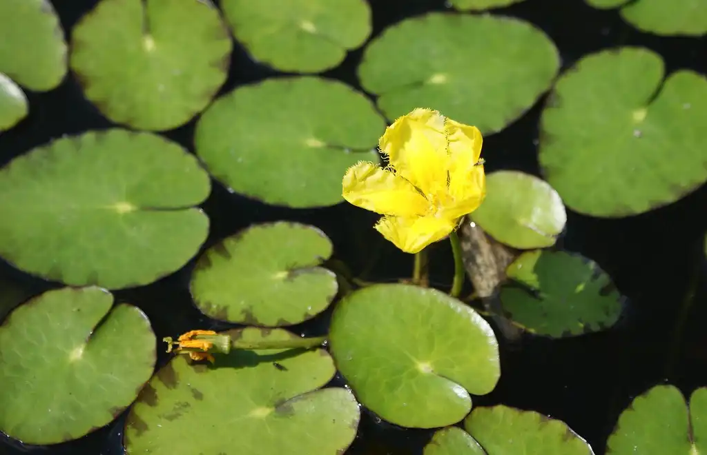 Photo of Nymphoides peltata - Nymphoides pelatum:Krzysztof Ziarnek