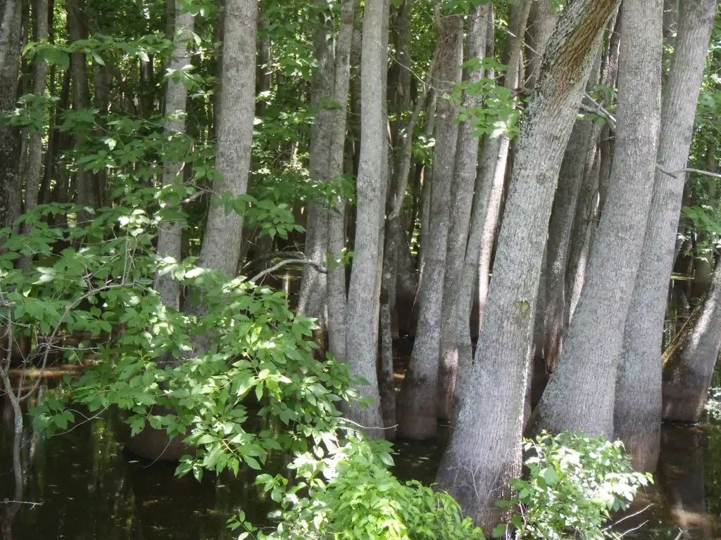 Photo of Nyssa aquatica (Nyssa aquaticas)