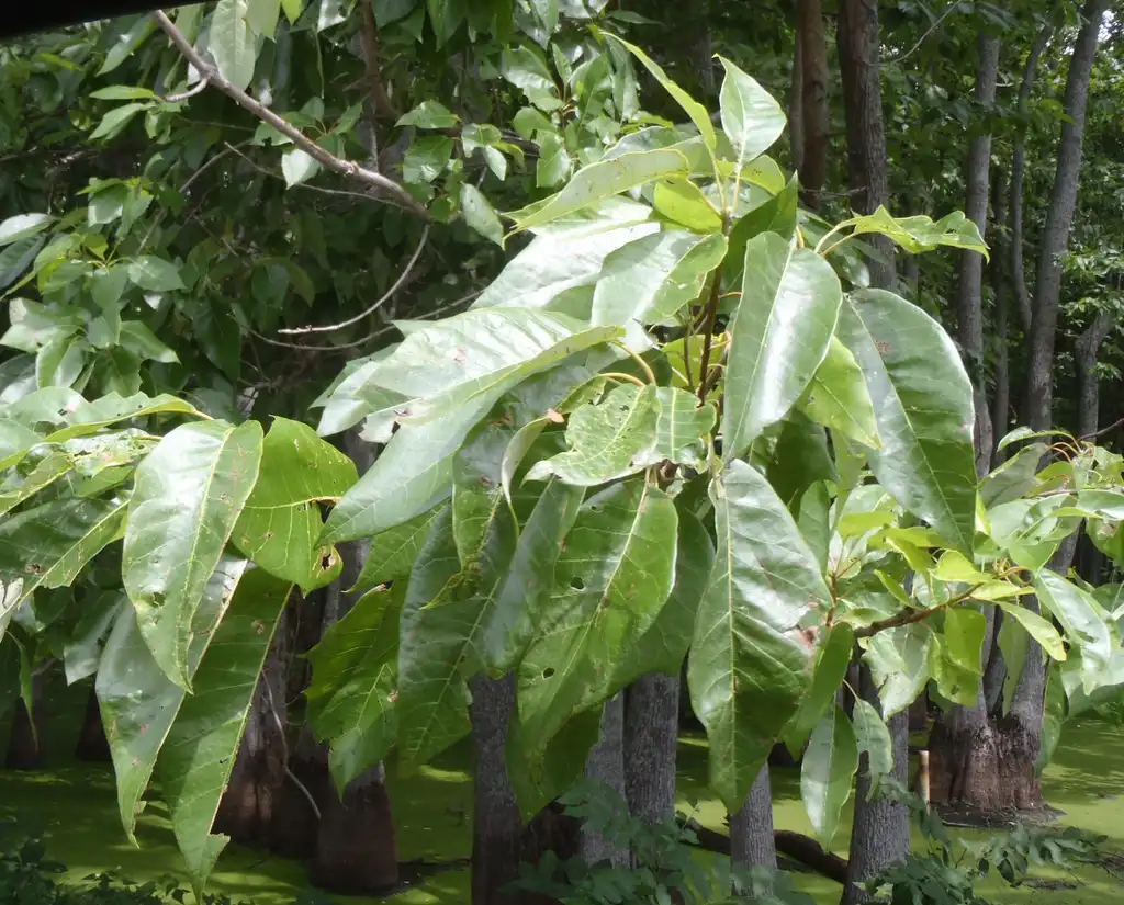Photo of Nyssa aquatica - Leaves:Jim Robbins