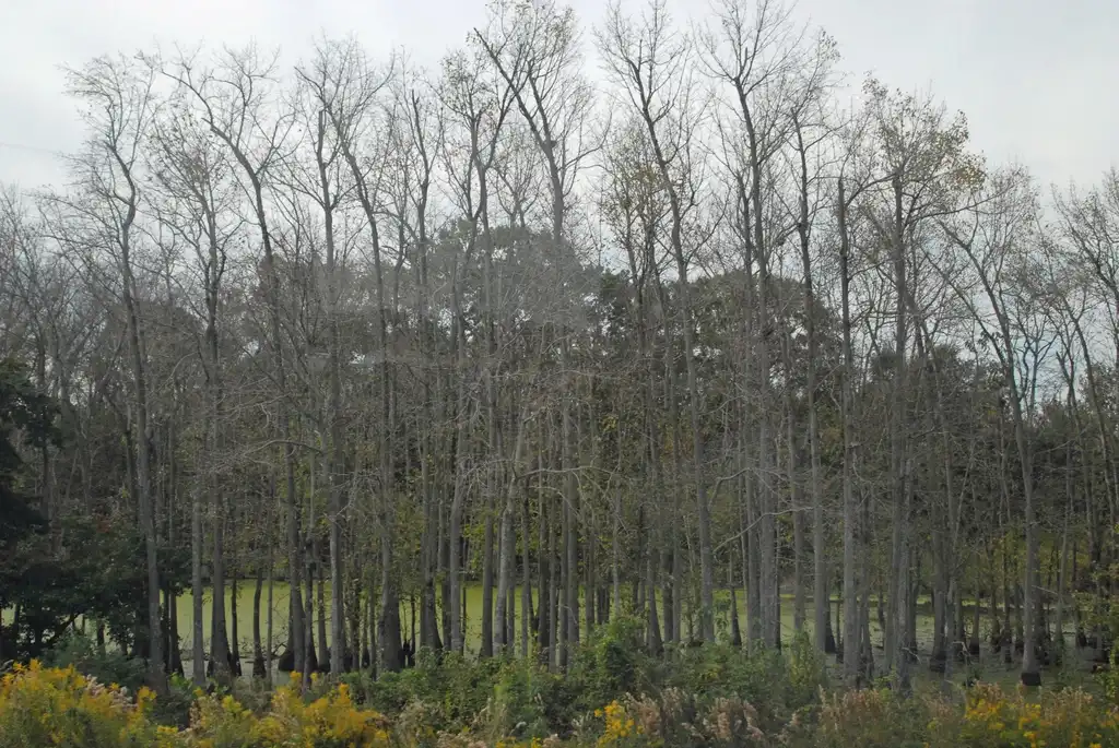 Photo of Nyssa aquatica - Without Leaves Form:Jim Robbins