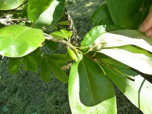 Foto de Nyssa ogeche (Nyssa ogeches)