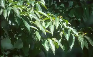 Foto de Nyssa sinensis (Nyssa sinensiss)