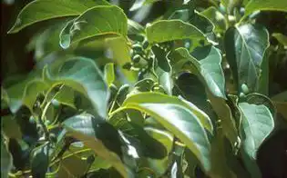 Foto de Nyssa sinensis (Nyssa sinensiss)