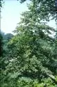 Foto de Nyssa sinensis - :