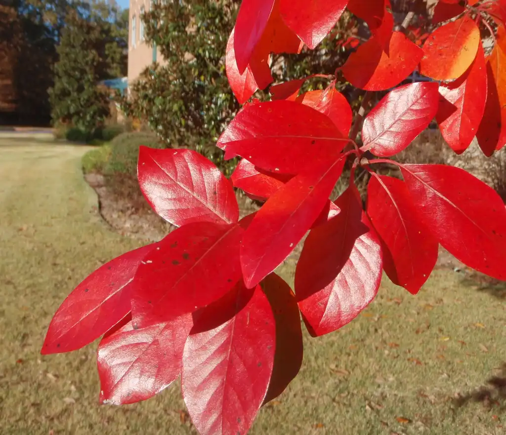 Фото Nyssa sylvatica (Nyssa sylvaticas)
